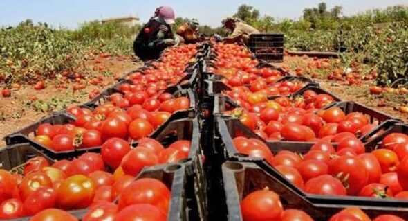 المغرب في حربه ضد الطماطم الإسبانية: "الأمر واضح بشكل صارخ"