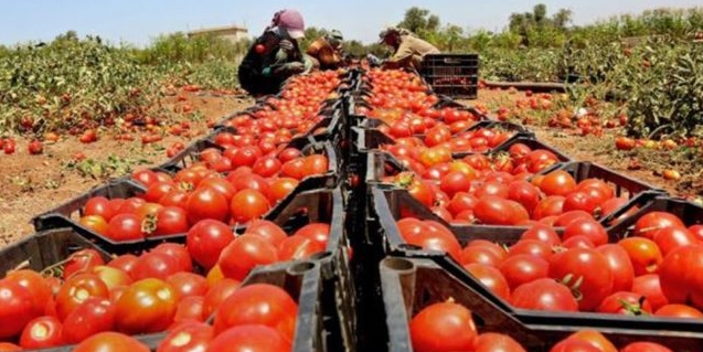 المغرب في حربه ضد الطماطم الإسبانية: "الأمر واضح بشكل صارخ"